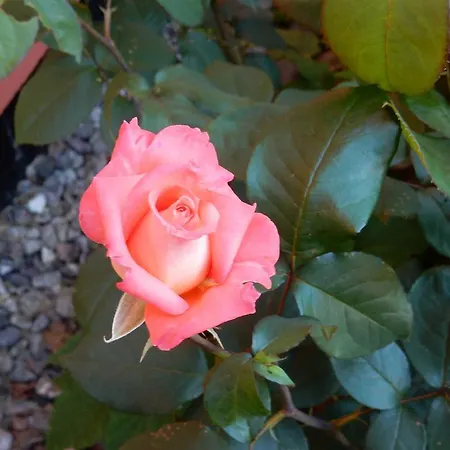 We 6402 Ferien U Angeln Auf Ruegen-ruhige Lage,garten! *